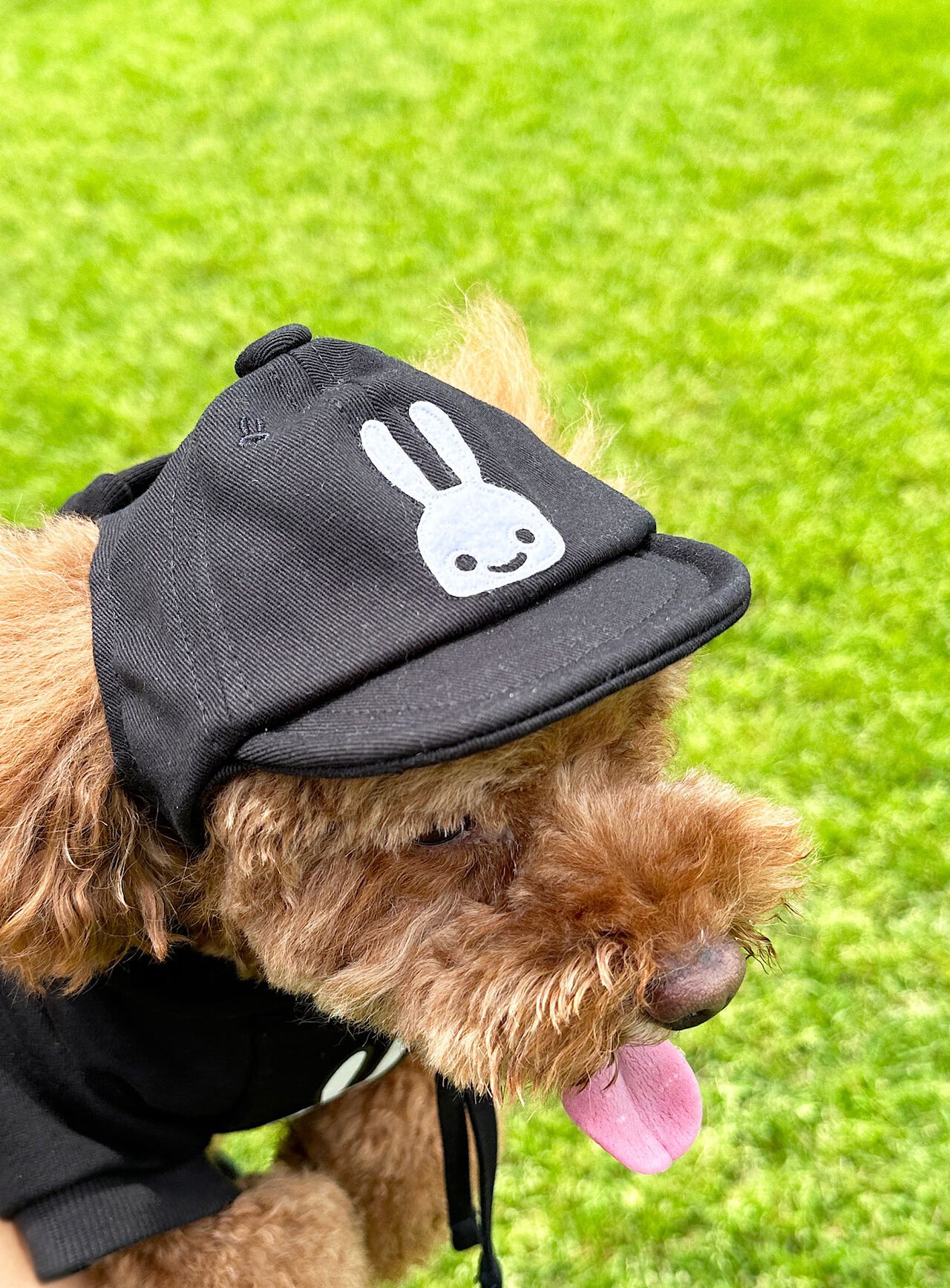 Soft cotton cap for small dogs,ONE, large image number 7