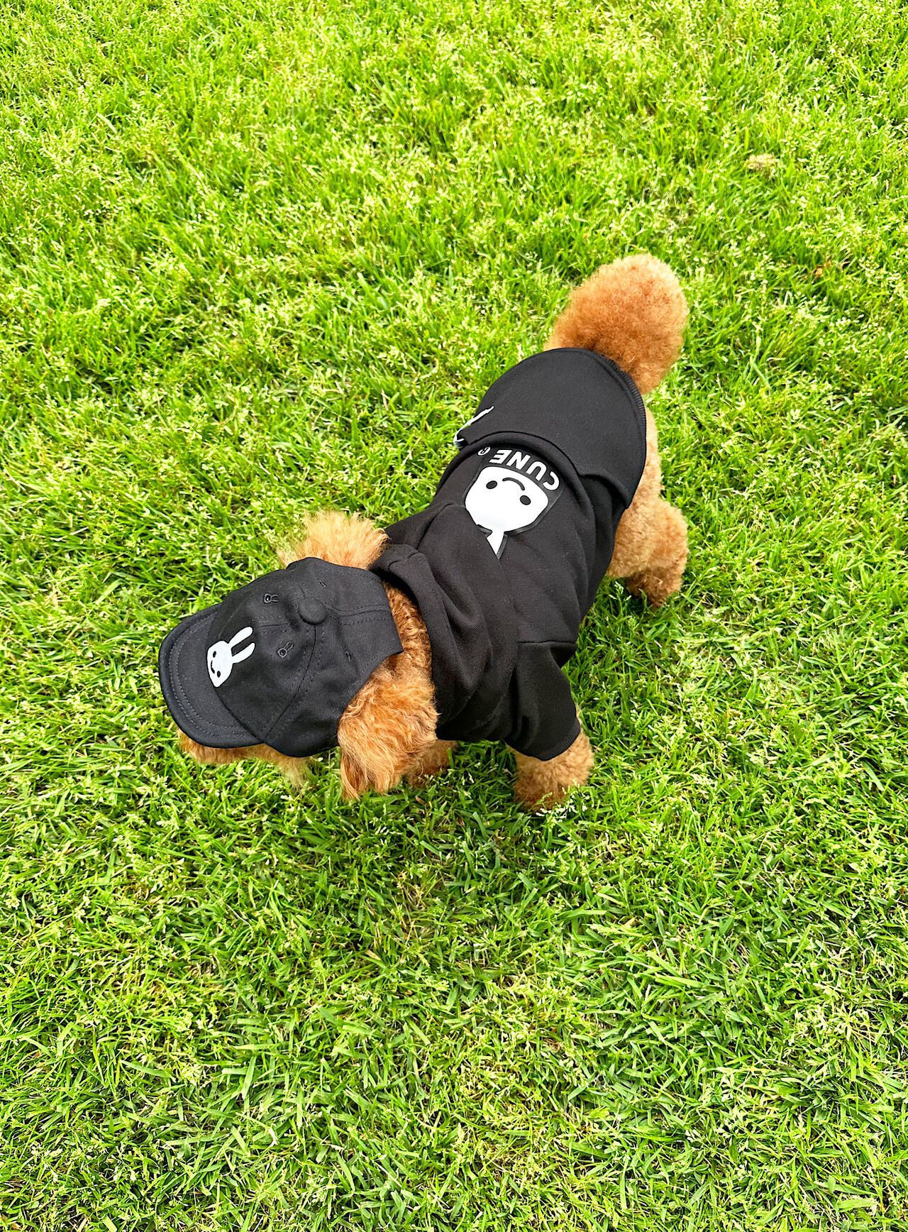 Soft cotton cap for small dogs,ONE, large image number 9